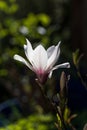 Magnolia flower back lit with natural light. Royalty Free Stock Photo