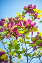 Magnolia flower beautiful summer background