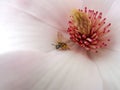 Magnolia flower with bee Royalty Free Stock Photo