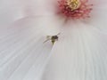 Magnolia flower with bee Royalty Free Stock Photo