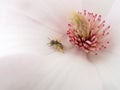 Magnolia flower with bee