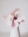 Magnolia flower in bloom against white background. Royalty Free Stock Photo