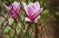 Magnolia flower bloom on blurred background. Spring season concept. Blossom of magnolia tree on sunny day, spring flower Royalty Free Stock Photo