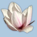 Magnolia flower in bloom cut out Royalty Free Stock Photo