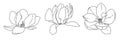 Magnolia flower blooming art. Hand drawn realistic detailed vector illustration. Black and white clipart collection. Royalty Free Stock Photo