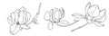 Magnolia flower blooming art. Hand drawn realistic detailed vector illustration. Black and white clipart collection. Royalty Free Stock Photo