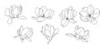 Magnolia flower blooming art. Hand drawn realistic detailed vector illustration. Black and white clipart collection. Royalty Free Stock Photo