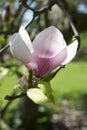Magnolia Flower Blooming