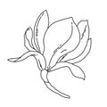 Magnolia flower blooming line art. Hand drawn realistic detailed vector illustration. Black and white clipart. Royalty Free Stock Photo