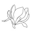 Magnolia flower blooming line art. Hand drawn realistic detailed vector illustration. Black and white clipart. Royalty Free Stock Photo
