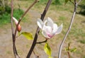 Magnolia Flower. Blooming Magnolia Flower On The Tree Branch