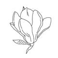 Magnolia flower blooming outline. Hand drawn realistic detailed vector illustration. Black and white clipart. Royalty Free Stock Photo