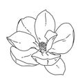 Magnolia flower blooming outline. Hand drawn realistic detailed vector illustration. Black and white clipart. Royalty Free Stock Photo