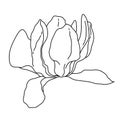 Magnolia flower blooming outline. Hand drawn realistic detailed vector illustration. Black and white clipart. Royalty Free Stock Photo
