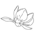 Magnolia flower blooming outline. Hand drawn realistic detailed vector illustration. Black and white clipart. Royalty Free Stock Photo