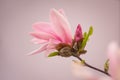 Magnolia flower in the spring season