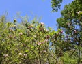 Magnolia Flower, among the green leaves of its tree - in the dendrological park Macea Arad, Arad county, Romania Royalty Free Stock Photo