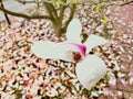 Magnolia flower blossom in spring garden.