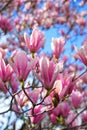 magnolia flower branch, pink purple magnolia bough closeup