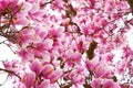 magnolia flower branch, pink purple magnolia bough closeup