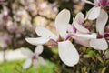 magnolia flower branch, pink purple magnolia bough closeup