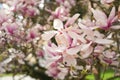 magnolia flower branch, pink purple magnolia bough closeup