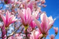 magnolia flower branch, pink purple magnolia bough closeup