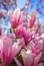 magnolia flower branch, pink purple magnolia bough closeup