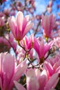 magnolia flower branch, pink purple magnolia bough closeup