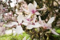 magnolia flower branch, pink purple magnolia bough closeup