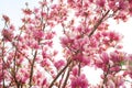 magnolia flower branch, pink purple magnolia bough closeup