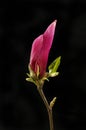 Magnolia flower bud against black Royalty Free Stock Photo