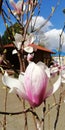 Magnolia flower bud against the blue sky and white clouds
