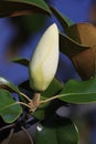 Magnolia Flower Bud Royalty Free Stock Photo