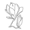 Magnolia flower bud and blossom outline. Hand drawn realistic detailed vector illustration. Black and white clipart. Royalty Free Stock Photo