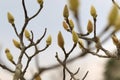 Magnolia flower bud