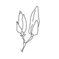 Magnolia flower bud outline. Hand drawn realistic detailed vector illustration. Black and white clipart. Royalty Free Stock Photo