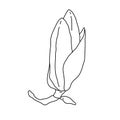 Magnolia flower bud outline. Hand drawn realistic detailed vector illustration. Black and white clipart. Royalty Free Stock Photo