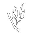 Magnolia flower bud outline. Hand drawn realistic detailed vector illustration. Black and white clipart Royalty Free Stock Photo
