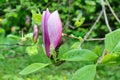 Magnolia flower bud. Royalty Free Stock Photo