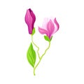 Magnolia Flower Bud with Showy Petals on Green Stalk Vector Illustration