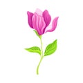 Magnolia Flower Bud with Showy Petals on Green Stalk Vector Illustration