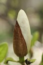 Magnolia flower bud in spring time. Close-up view. Royalty Free Stock Photo