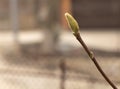 Magnolia flower bud in the springtime, with copy space
