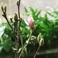 Magnolia flower buds Royalty Free Stock Photo