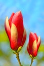 Magnolia flower buds