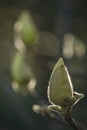 Magnolia flower buds ready to bloom Royalty Free Stock Photo