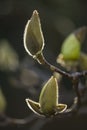 Magnolia flower buds ready to bloom Royalty Free Stock Photo