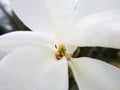 Magnolia flower close up. Big white beautiful flower macro nature photography Royalty Free Stock Photo