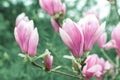 Magnolia flower closeup. Blooming magnolia tree. Shallow depth of field. Spring nature wallpaper Royalty Free Stock Photo